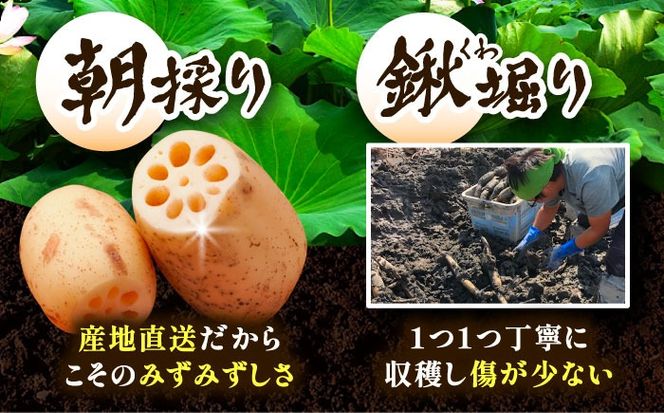 朝採れ／ 洗いれんこん 2kg レンコン 蓮根 産地直送 野菜 愛西市 / 山