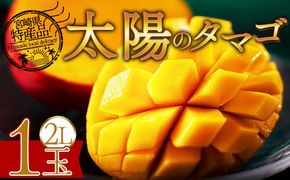 【先行予約 2026年発送】＜宮崎県産完熟マンゴー 太陽のタマゴ 2L 合計1玉＞入金確認後、2026年4月下旬～6月末迄に順次出荷【選べる 個数 内容量 大きさ サイズ 国産 かんじゅく とろける 果物 果実 フルーツ 南国 芳醇 甘い 旬（株）ワールドワイドトレード 宮崎県 国富町】【b0956_ww】