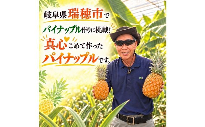 【先行予約】【訳あり】岐阜県瑞穂市のオジイ パイナップル 2kg | パイナップル パイン フルーツ 果物 果実 完熟 ジューシー デザート 訳あり 人気 岐阜 瑞穂市 産地直送 送料無料 ※2027年7月～発送