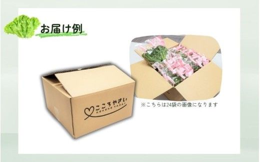 アノレタス（リーフレタス）新鮮シャキシャキ 栽培期間中無農薬低カリウムレタス 24袋セット【kkry0002】