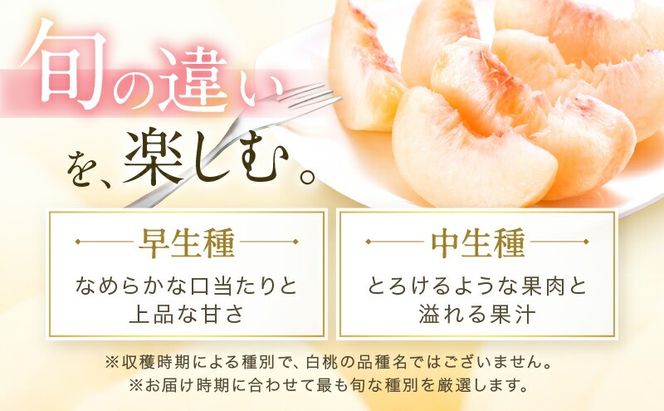桃 2026年 先行予約 岡山 白桃 ロイヤル 4～6玉 約1kg JAおかやまのもも（早生種・中生種） もも モモ 岡山白桃 ロイヤル 岡山県産 晴れの国 国産 フルーツ 果物 ギフト 旬 期間限定