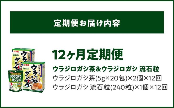 ＜12ヶ月連続＞ウラジロガシ茶＆ウラジロガシ 流石粒［027Y34-T］　山本漢方　定期便