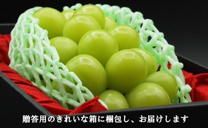 【令和８年度先行予約】贈答用！希少価値の高い高級シャインマスカット（１房 ６００ｇ以上）　※冷蔵発送※　シャイン シャインマスカット マスカット 葡萄 ぶどう ブドウ 果物 くだもの フルーツ 山梨 やまなし 富士川町 ギフト プレゼント 贈り物