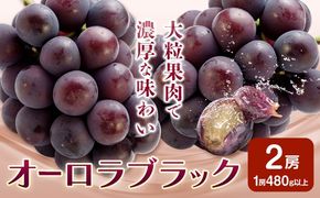 ぶどう オーロラブラック フルーツ 2房 (1房480g以上) 化粧箱入り 株式会社山博《2026年8月下旬-9月下旬頃出荷》岡山県 笠岡市 送料無料 ブドウ 大粒 種なし 種無 贈答 果物 旬 国産 岡山県産【配送不可地域あり】---Y-32---