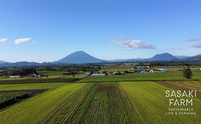 北海道産 とうもろこし 4kg前後 12-14本 8月30日から9月25日まで順次出荷 先行予約 北海道 トウモロコシ とうきび 旬 完熟 朝もぎ 野菜 産地直送 お取り寄せ 佐々木ファーム 洞爺湖