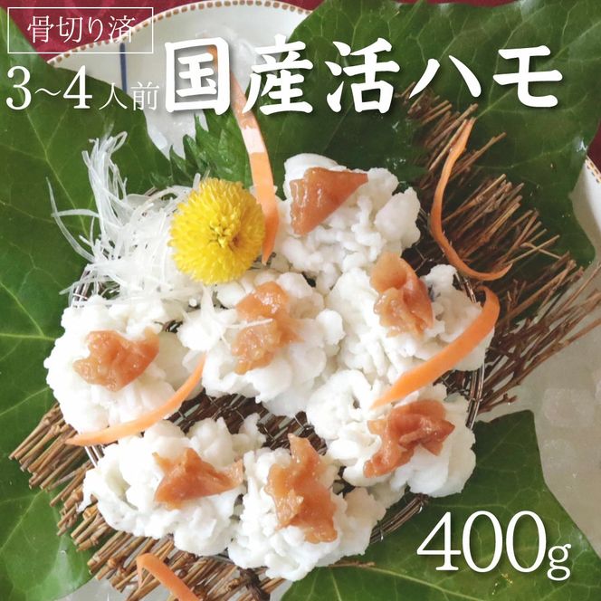 国産 活はも (骨切り済) 400g ( 3人前 ～ 4人前 )【天然 はも ハモ 鱧 鮮魚 皮付き 湯引き はもしゃぶ】_R6009