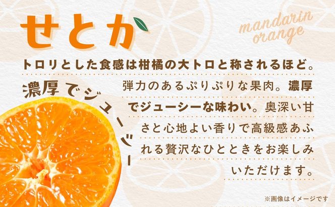 【先行受付】【数量限定】【贈答用】せとか（生果）3kg（2027年2月頃より順次発送） IKTQ009