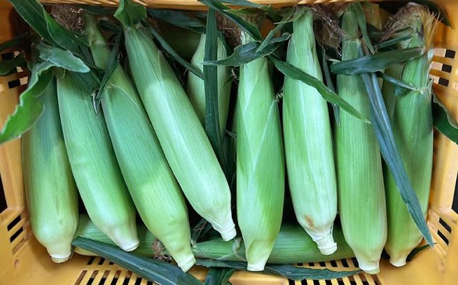 【2026年6月～発送】【最高糖度20度以上！】とうもろこし 2Lサイズ 20本 / ゴールドラッシュネオ トウモロコシ コーン スイートコーン / 南島原市 / 三和サービス株式会社[SGB009]