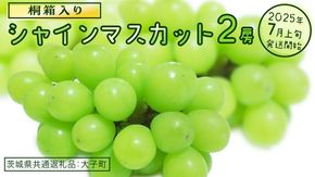 【桐箱入り】 シャインマスカット ２房 【2025年7月上旬発送開始】(茨城県共通返礼品：大子町) ぶどう 葡萄 マスカット フルーツ 果物 贈答用 ギフト 贈り物