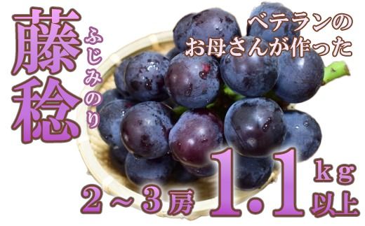 【フルーツ王国山梨】藤稔 １．１ｋｇ以上（２～３房）　ふじみのり 葡萄 ブドウ ぶどう 果物 くだもの 山梨 やまなし フルーツ 富士川町
