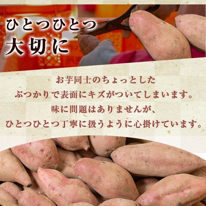 新芋　サツマイモ　おすすめ　芋　46 新芋 サツマイモ おすすめ 芋 60 - メルカリ
