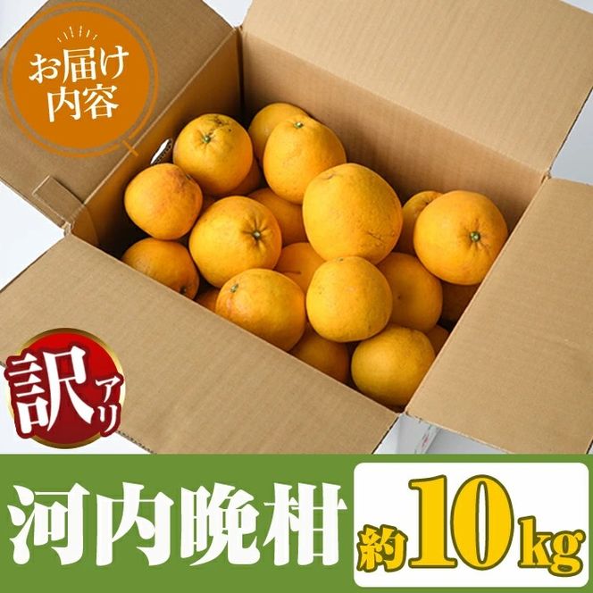 ＜先行予約受付中！2027年3月中旬以降順次発送予定＞訳あり！まなべみかん園の河内晩柑(約10kg) 国産 鹿児島県産 阿久根市産 柑橘類 かんきつ 晩柑 果物 フルーツ 期間限定 数量限定 デザート 訳アリ かわちばんかん 【有限会社まなべみかん園】akn034-09