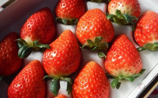 【先行予約/数量限定】【贅沢いちごセット】完熟いちご食べ比べ3品種（24粒または30粒）おまかせセット2トレイ800g ｜ 栃木県 鹿沼市 産地直送 旬 いちご こだわり 高級品 贈答用 イチゴ 苺 果物 フルーツ 期間限定　 　※2025年12月中旬～2026年2月中旬頃に順次発送予定