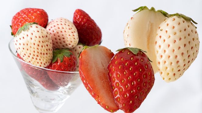 赤白いちごの宝石箱アソート 36粒 【2025年12月から発送開始】（茨城県共通返礼品 [いちご]：城里町産）  | いちご 苺 赤 イチゴ 白いちご 白イチゴ 宝石箱