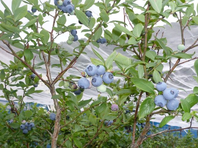 ＜2026年発送先行予約＞＜生産者直送＞新鮮朝取り　生ブルーベリー 1.5kg