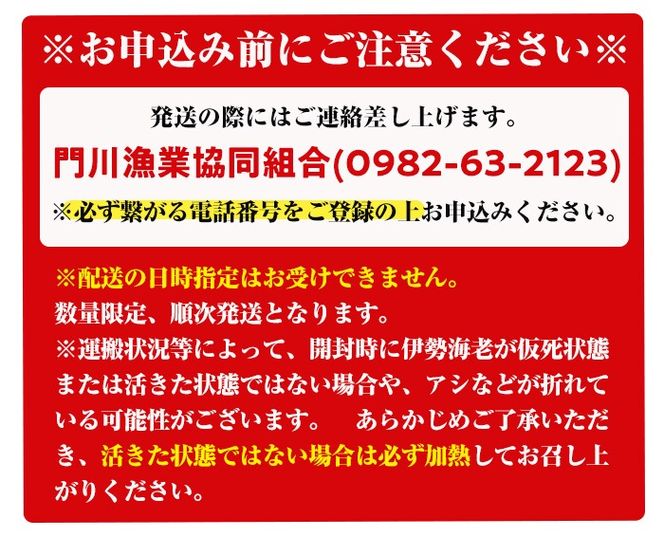 ＜数量限定・期間限定＞天然！門川町産活き伊勢海老(計1.5kg・約2～6尾)エビ えび 刺身 魚介 海鮮 朝獲れ 国産【O-6】【門川漁業協同組合】