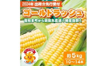 スイートコーン 約 5kg 10 ～ 14本 冷蔵 とうもろこし 国産 先行予約 期間限定 数量限定 直送 愛知県 南知多町