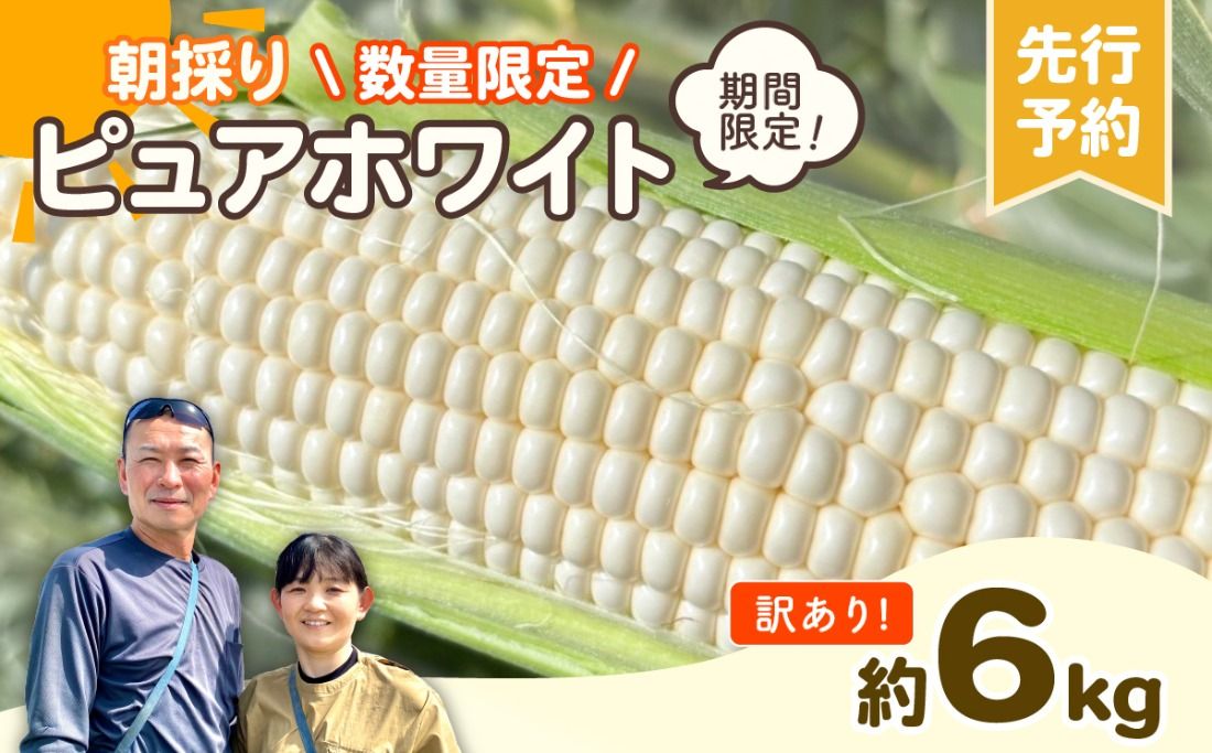 [先行予約 2026年6月下旬以降発送 ][ 令和8年産 ][数量限定][訳あり] 朝採り 白い とうもろこし ピュアホワイト 約6kg トウモロコシ コーン 旬 BBQ バーベキュー 夏野菜 甘い 期間限定 ふるさと納税 6000円 [AX056ya]