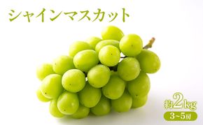ぶどう 2026年 先行受付 シャインマスカット 約2kg  (3～5房) フルーツ 果物 岡山 赤磐市
