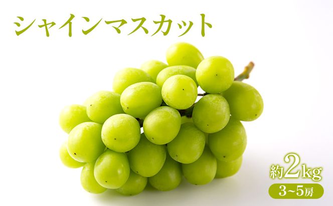 ぶどう 2026年 先行受付 シャインマスカット 約2kg  (3～5房) フルーツ 果物 岡山 赤磐市
