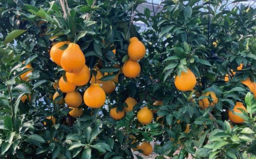 萩野農園の ハウス不知火 3kg 2L以上 9玉～12玉 みかん ミカン 不知火 しらぬい 果物 くだもの フルーツ 旬 人気 農家直送 産地直送【2027年1月初旬から1月中旬までに順次発送予定】【mhn003A】