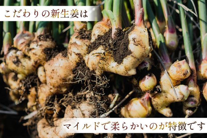 AJ680 薬味屋人作の生姜ギフトセット（生姜炊き込みご飯の素130g×2箱、おかかdeしょうが100g×1個、みそdeしょうが100g×1個、しょうが焼のたれ150g×1本） [ 炊き込みご飯の素 混ぜご飯 薬味 ご飯のお供 生姜 しょうが ショウガ 味噌 みそ 焼肉のたれ たれ タレ 保存料 添加物 不使用 国産 松本農園 人作 長崎県 島原市 ]