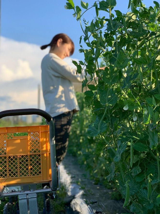 ＜先行予約＞パリ甘！旬のスナップエンドウ1kg 京都 亀岡産 旬 おつまみ 取り寄せ 人気 ※北海道・沖縄・離島への配送不可 ※2026年5月中旬～6月中旬頃に順次発送
