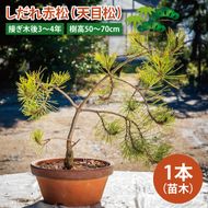 しだれ赤松（天目松）　苗木1本（接ぎ木後3～4年・樹高50～70cm）【赤松 天目松 松 吉祥松 苗木 接ぎ木 茨城県 鹿嶋市 50000円以内】（KDM-004）
