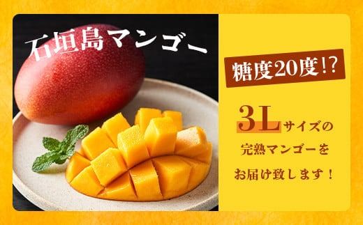 《2026年6月下旬～7月発送》【先行予約】最高糖度20度！？ 完熟！3Lサイズ 石垣島マンゴー 3玉入り【 沖縄 石垣島 石垣 八重山 マンゴー 完熟 期間限定 数量限定 沖縄県 石垣島産 】TF-28_R8