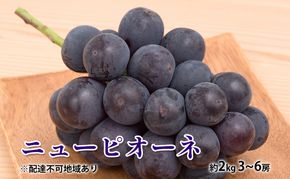 ぶどう 2026年 先行予約 ニュー ピオーネ 約2kg 3～6房 種無し ブドウ 葡萄  岡山県産 国産 フルーツ 果物 ギフト 
