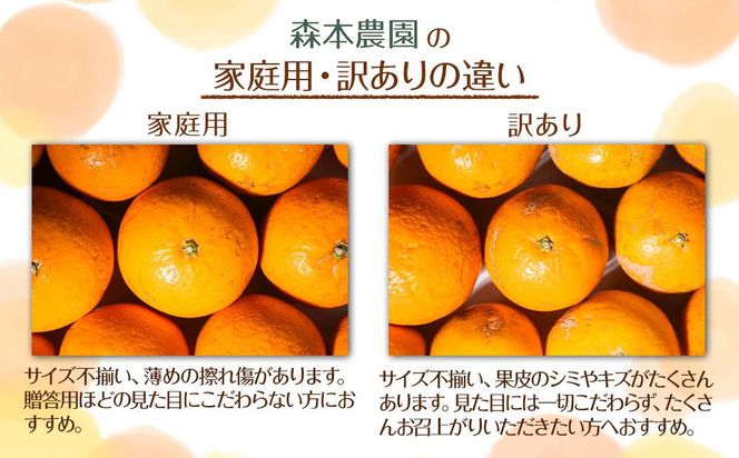 ［定期便］森本農園の手選別 柑橘定期便 家庭用 約1.5kg サイズ混合 和歌山県産 ［北海道・沖縄・離島配送不可］［2026年10月～2027年5月まで全8回お届け］ ［RN167］ 303446_DJ90167