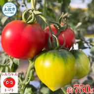 【先行予約】糖度9度以上 フルーツトマト しんちゃんトマト 約750g (小 - 大玉サイズ 10 - 20個) 〈2027年2月〜発送〉/ トマト 高糖度 高知県産 ふるーつとまと 甘い 美味しい お取り寄せ