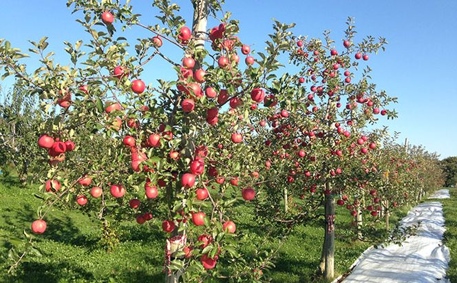 峠のふもと紅果園の完熟！リンゴジュース710ml×3本セット 飲料類 果汁飲料 りんご 林檎 ジュース [峠のふもと紅果園]