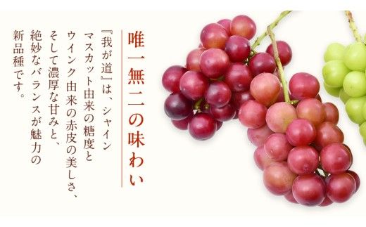 我が道 5kg (7～9房) 【2026年9月上旬発送開始】(茨城県共通返礼品：大子町) シャインマスカット ウインク 葡萄 ブドウ ぶどう 果物 フルーツ 希少 新品種
