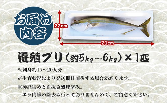 ブリ 1匹(5kg～6kg) 【配送日指定可能】 【期間限定】中山水産 手結沖養殖「勝ブリ」 ny-0010