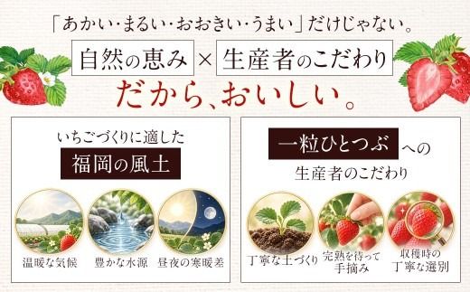 あまおう （ グランデ等級以上 ） 約250  × 4P 計約1,000 ～ 1,080g いちご イチゴ 苺 果物 くだもの フルーツ 果実 果肉 いちごの王様 国産 福岡県産 冷蔵 【 2027年2月上旬～4月下旬発送予定 】
