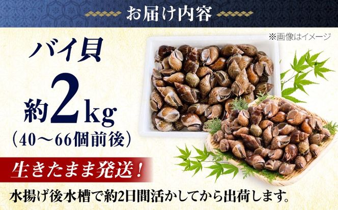 豊前海産 バイ貝 2kg (40〜66個前後) 《築上町》【明青丸】 バイガイ 貝 カイ[ABCB014]