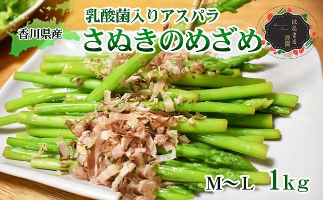 令和8年産　はなまる農園の乳酸菌入りアスパラ【さぬきのめざめ1kg】М～L アスパラガス 野菜 野菜セット 