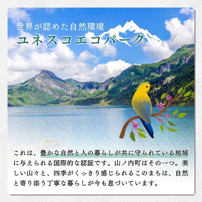 【2026年発送】志賀高原の麓で育った きのこセット きのこ 詰め合わせ セット えのき ぶなしめじ しいたけ 長野