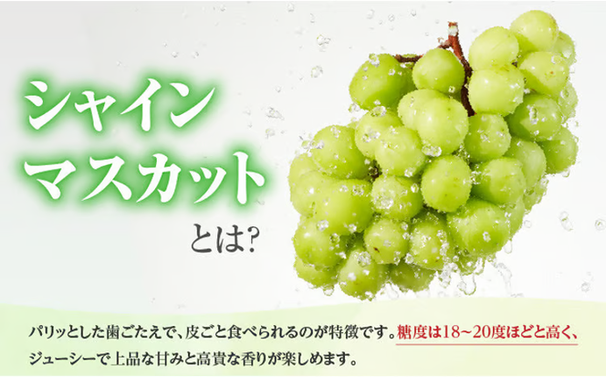 ぶどう 2026年 先行予約 シャイン マスカット 1房 約500g ブドウ 葡萄 岡山県産 国産 フルーツ 果物 ギフト