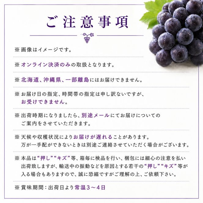 ニュー ピオーネ 3～4房 約2kg 高梁市産 2026年 先行予約 しばくらぶどう園 葡萄 フルーツ 岡山 果物 