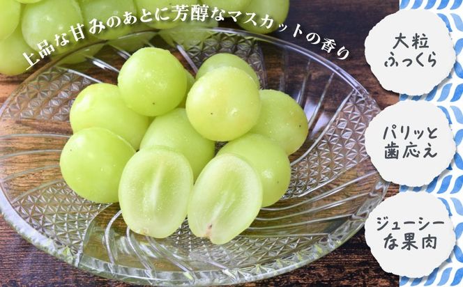 yRsszy2026Ns\zVC}XJbg@1.3kgijFB022 bVC}XJbg Ԃǂ @@uhE@R@ss ́@ʕ t[c lC  ̂܂