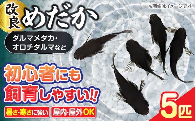 改良メダカ 5匹 ダルマメダカ メダカ オロチ 水槽 愛西市 / 株式会社プロスパージャパン[AEAK007]