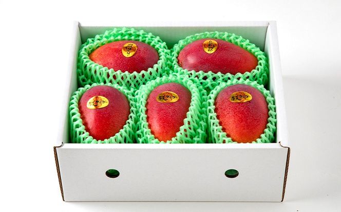 【2026年発送】最高級　常夏アップルマンゴー！糖度17度以上　約2kg農園から直送 最高級 先行予約 沖縄 甘味 糖度 濃厚 美味しい お土産 おいしい ギフト とろける甘さ 香り アーウィン 果汁 プレミアム 箱入り 化粧箱入り 見た目 きれい 綺麗