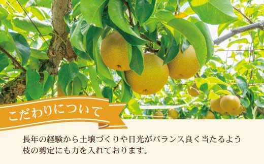 【先行予約】高知県土佐市産 梨（豊水）大玉 約4kg 7～8玉 〈2026年8月下旬頃～9月中旬頃発送〉 ほうすい なし ナシ 4キロ 国産 フルーツ 果物 くだもの デザート スイーツ 旬 甘い 果汁たっぷり【株式会社とさもん】[BQAE017]
