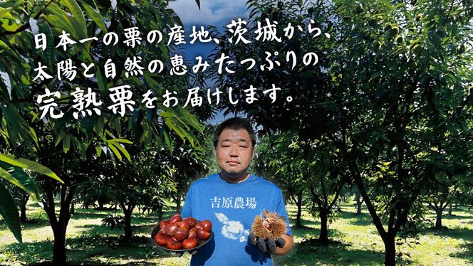 【 吉原農場 の 完熟栗 】熟成 栗 満喫 セット ( 栗の深雫 ラム 6個入り ) 令和7年産 栗の深雫 完熟  生むき栗 焼き栗 栗きんとん ラム くり クリ 栗ごはん おかし お菓子 果物 フルーツ 数量限定 旬 秋 冬 正月 おせち [CX033ci]