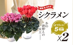 【2026年12月上旬より順次発送！】≪種類・色お任せ≫ シクラメン 5号鉢×2鉢　SMCN002