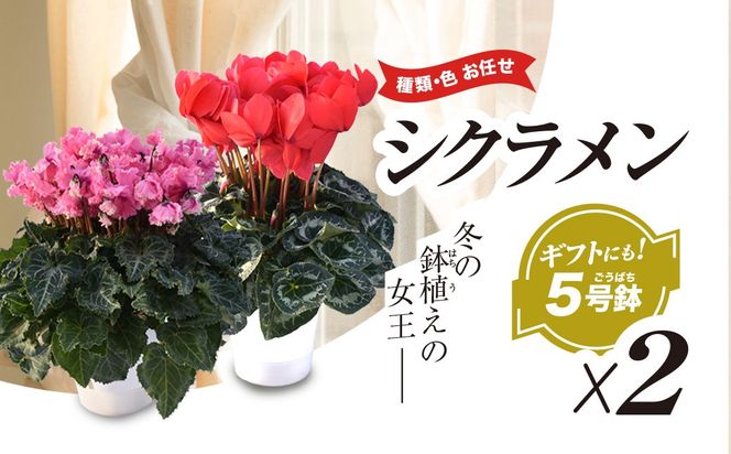 【2026年12月上旬より順次発送！】≪種類・色お任せ≫ シクラメン 5号鉢×2鉢　SMCN002