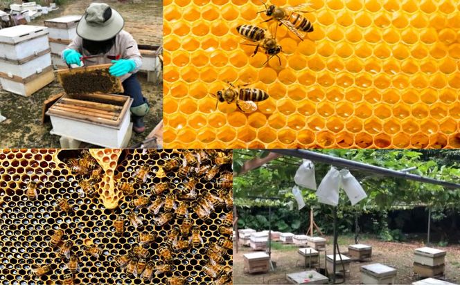 うるま市で採れた「サシ草はちみつ」230g×2本セット