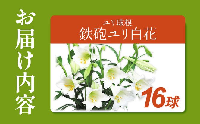 【期間限定】鉄砲ユリ球根白花　16球　花 フラワー 園芸 ガーデニング 植物 高品質 送料無料
